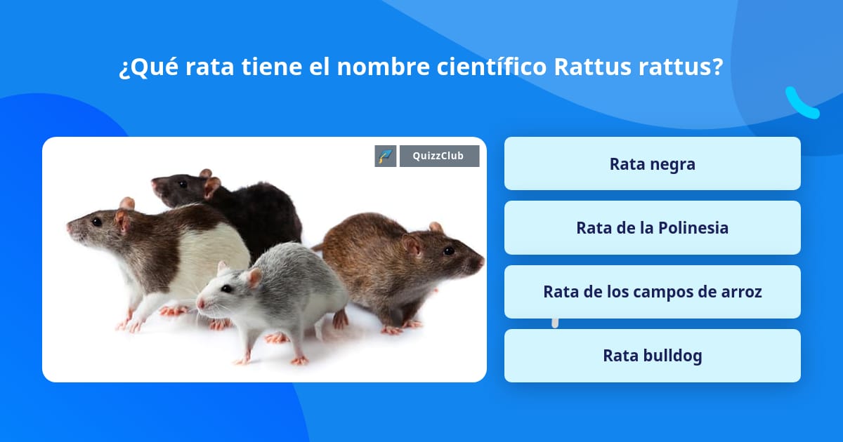 Que Rata ¿Qué rata tiene el nombre científico... | La respuesta de Trivia