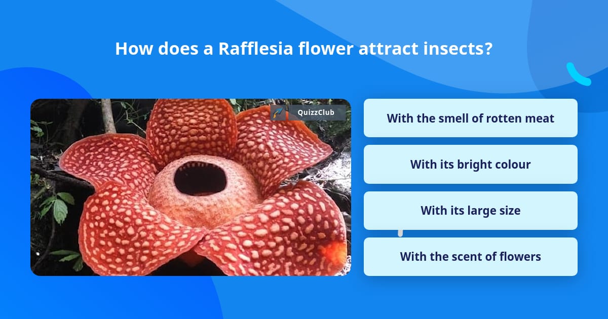 How does a Rafflesia flower attract... Trivia Answers