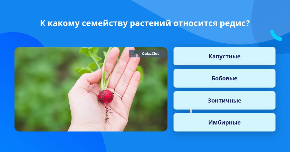 Лук и редис к какому семейству Лук и редис к какому семейству