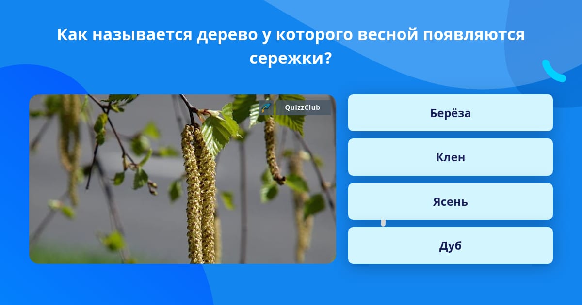 Как по другому назвать деревья. Как называется это дерево. Как называется дерево с плоскими сережками. Слюнявое дерево как называется. Как называется дерево которыми свистят.