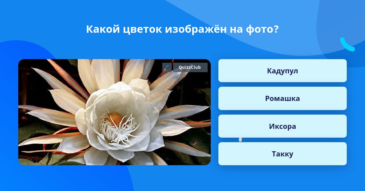 Какие цветы изображены. Какие цветы изображены