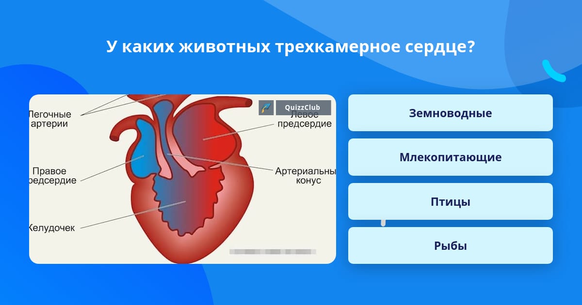 Сердце большинства рептилий трехкамерное