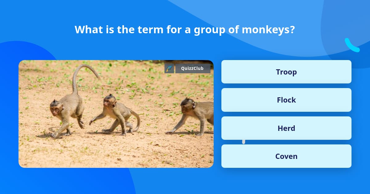 What is the term for a group of monkeys? | Trivia Answers | QuizzClub