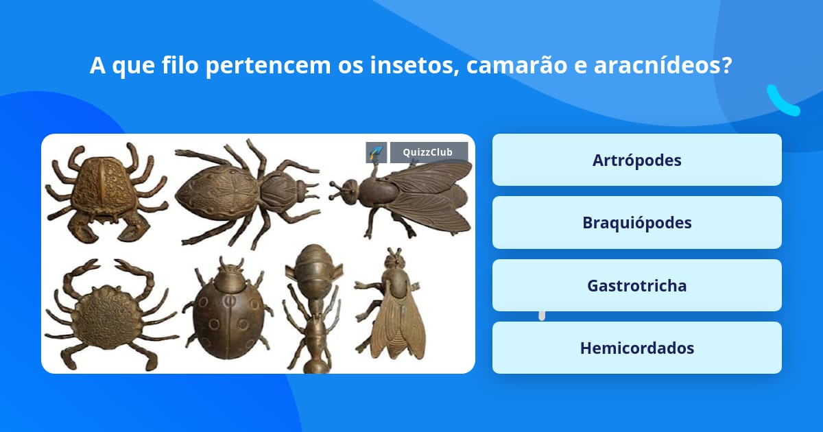A que filo pertencem os insetos,... | Perguntas Triviais | QuizzClub
