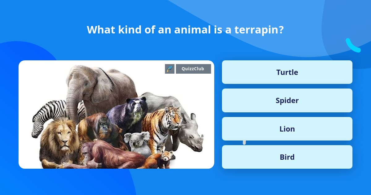 What Kind Of An Animal Is A Terrapin? 