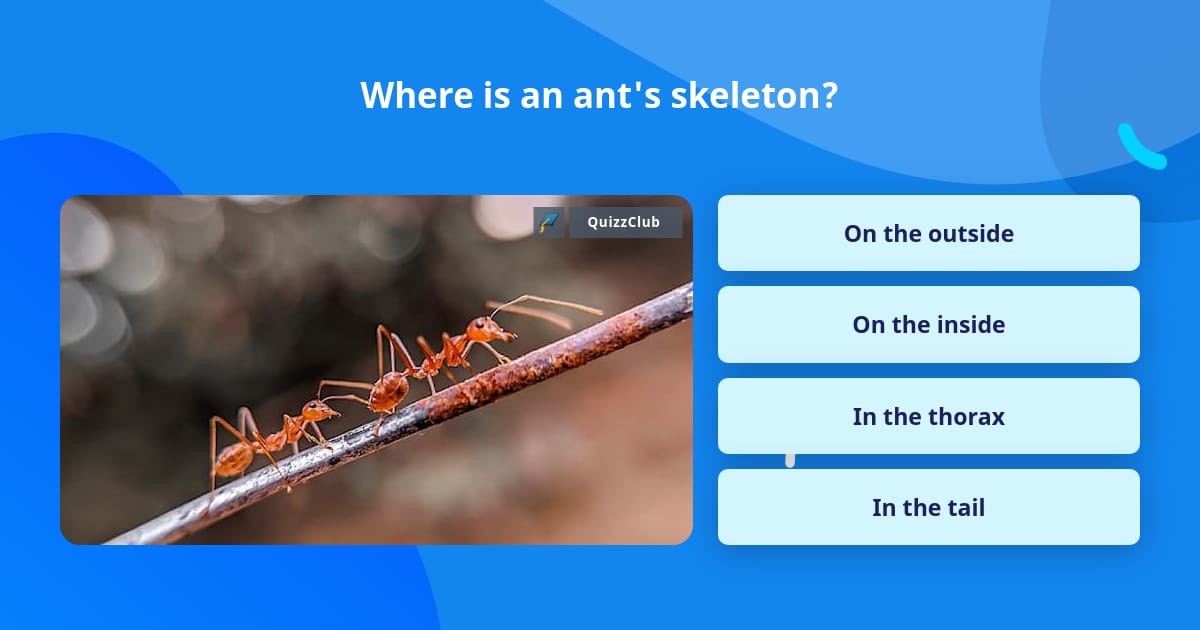 Where is an ant's skeleton? | Trivia Questions | QuizzClub