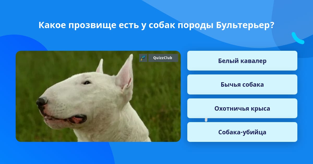 Какое прозвище есть у собак породы... | Вопросы Quiz Club | QuizzClub
