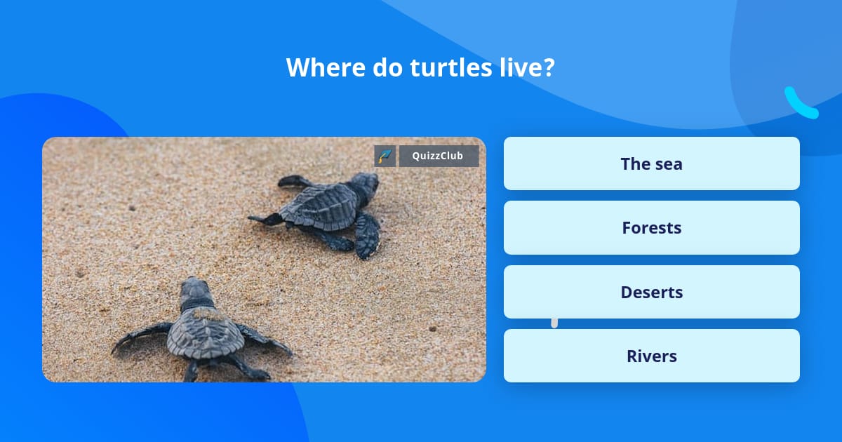 Where Do Turtles Live? 