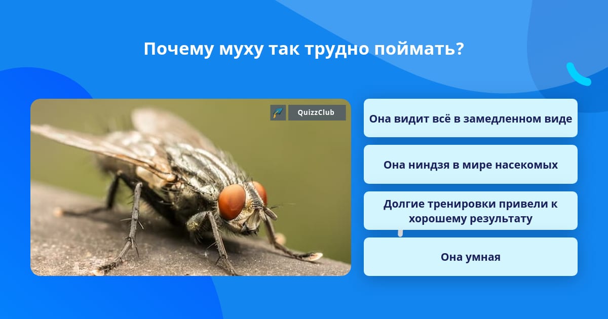 Что такое муха 9. Почему Муха такая быстрая. Чем словить муху. Как поймать муху в квартире.