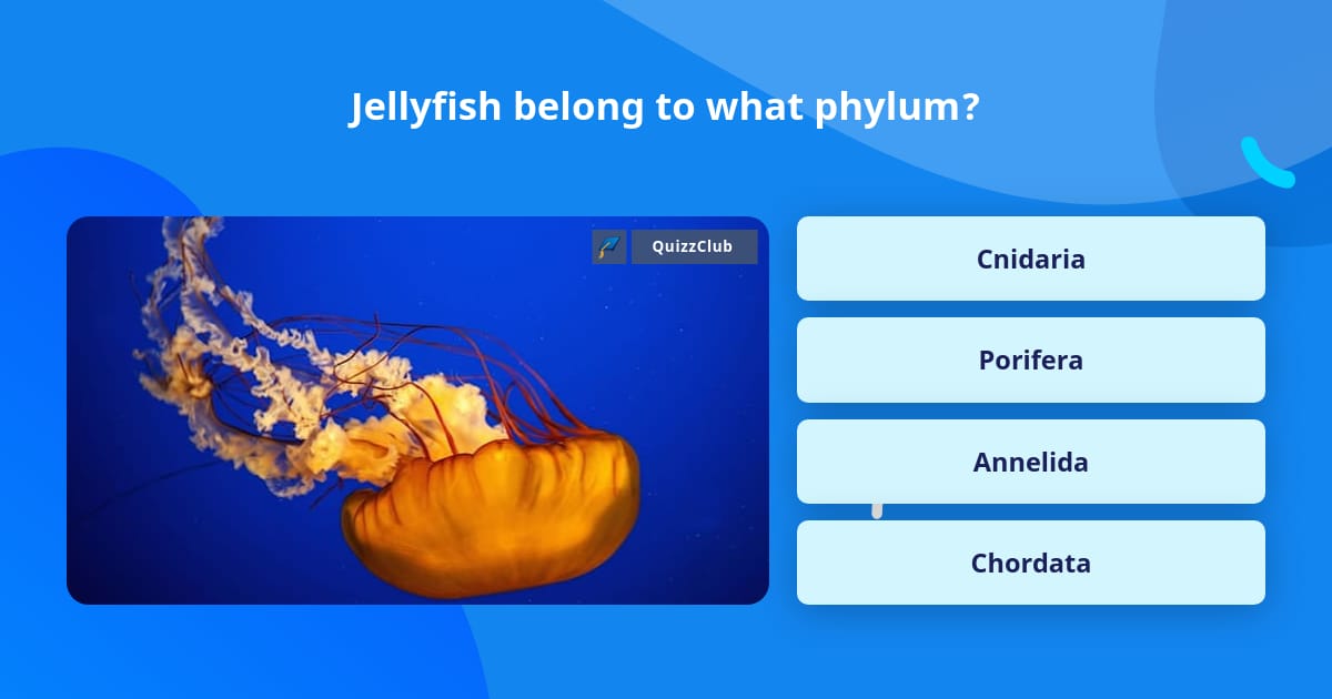 jellyfish-belong-to-what-phylum-trivia-questions-quizzclub