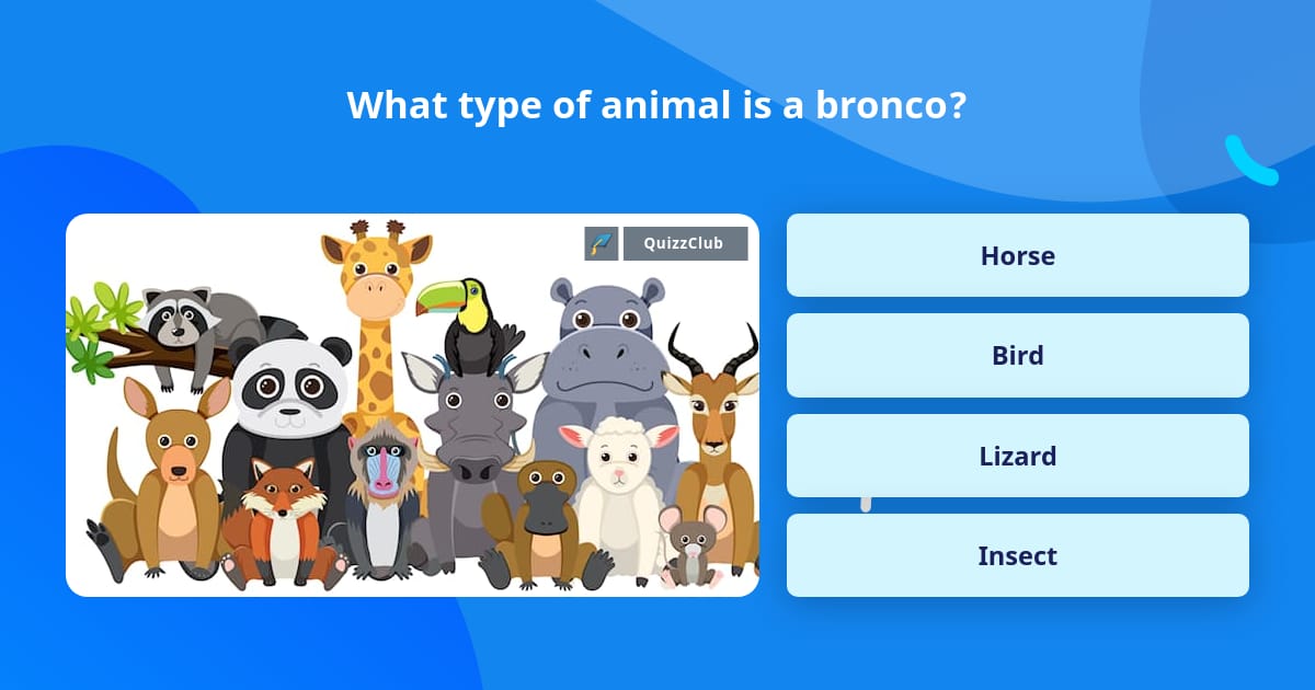 What type of animal is a bronco? | Trivia Questions | QuizzClub