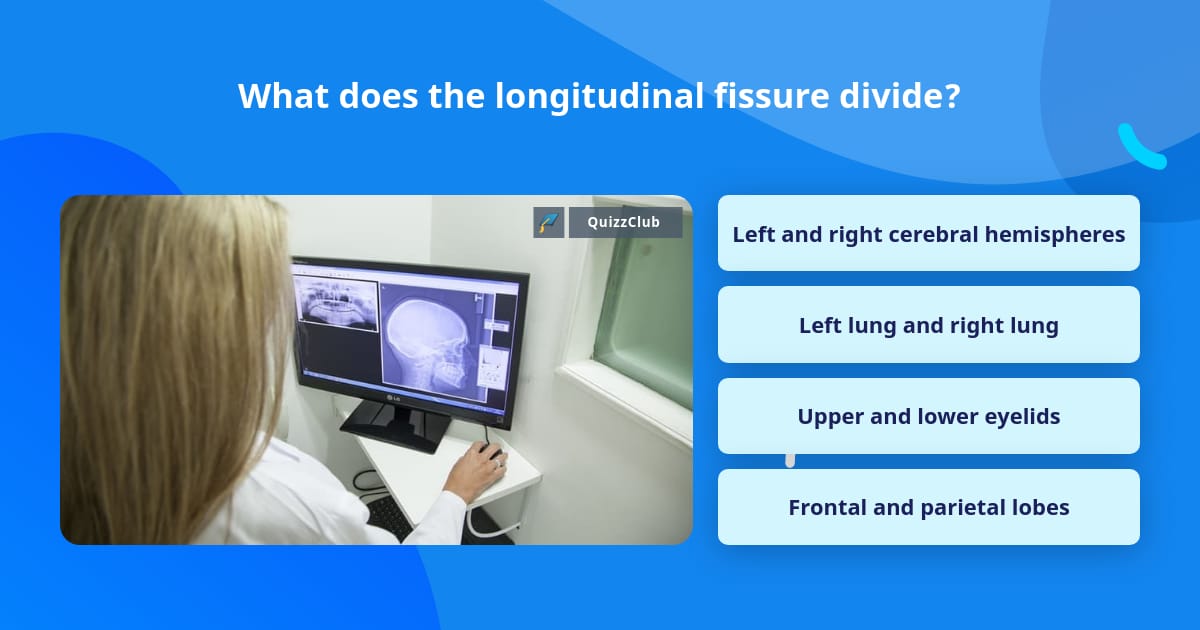 What does the longitudinal fissure... | Trivia Questions | QuizzClub