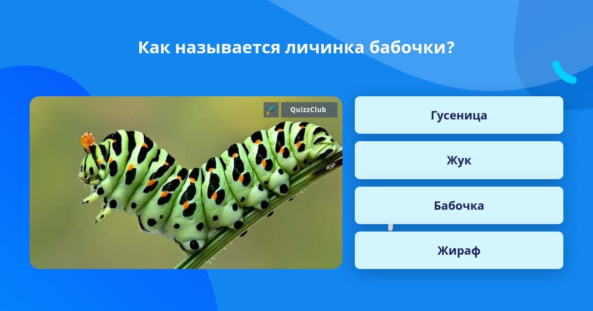 У бабочек личинку называют. Как называется личинка бабочки. Личинка бабочки внешнее строение. Личинки бабочки-веснянки.