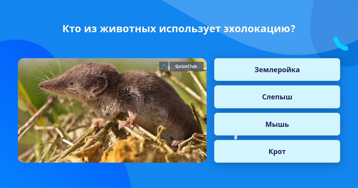 Кто из млекопитающих способен к активному полету. Кто из млекопитающих способен к активному полету