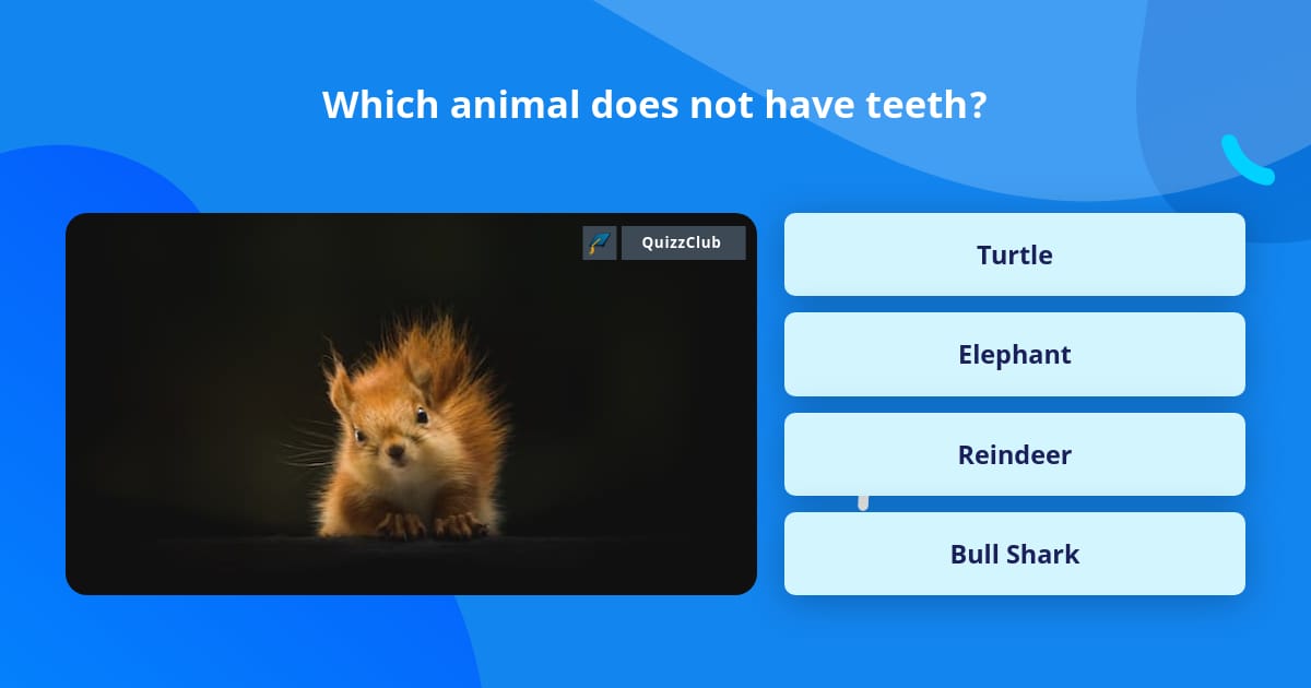 Which animal does not have teeth? Trivia Answers