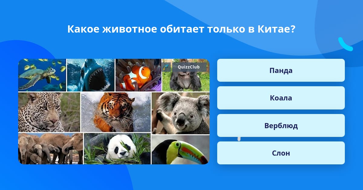 Уровни обитания животных. Какие животные обитают в китае. животные которые обитают только в китае. кто обитает в китае из животных. какое животное обитает только в китае коала,панда или слон.