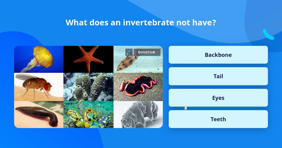 What does an invertebrate not have? | Trivia Answers | QuizzClub