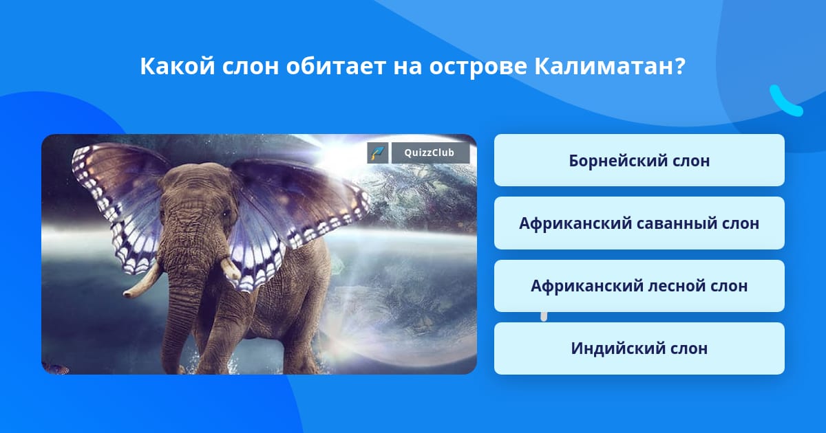 Африканский слон какой уровень организации. Слон какой прилагательные. Где обитает слон на каком материке. Орел обитание слона в картинках. Какой слон без носа ответ.