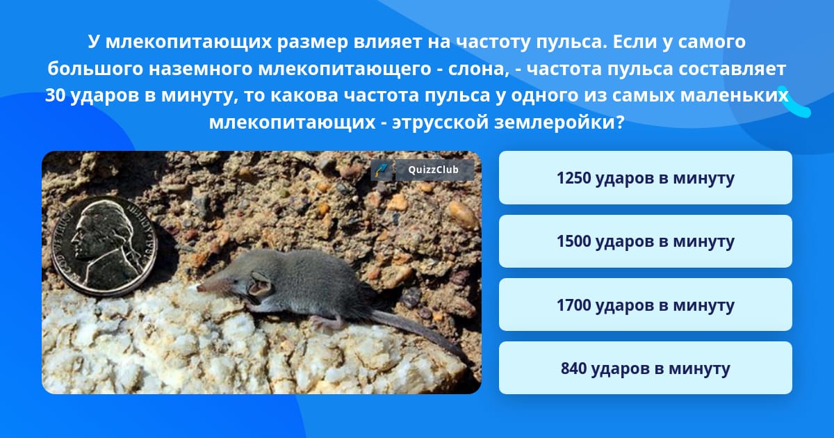 Средний размер млекопитающих. Средний размер млекопитающих