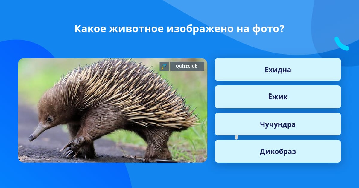 Какое животное изображено на фото? Ответ на вопрос QuizzClub