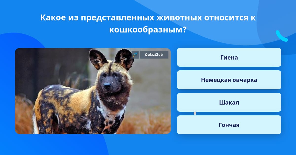 Какое из представленных животных... | Вопросы Quiz Club | QuizzClub