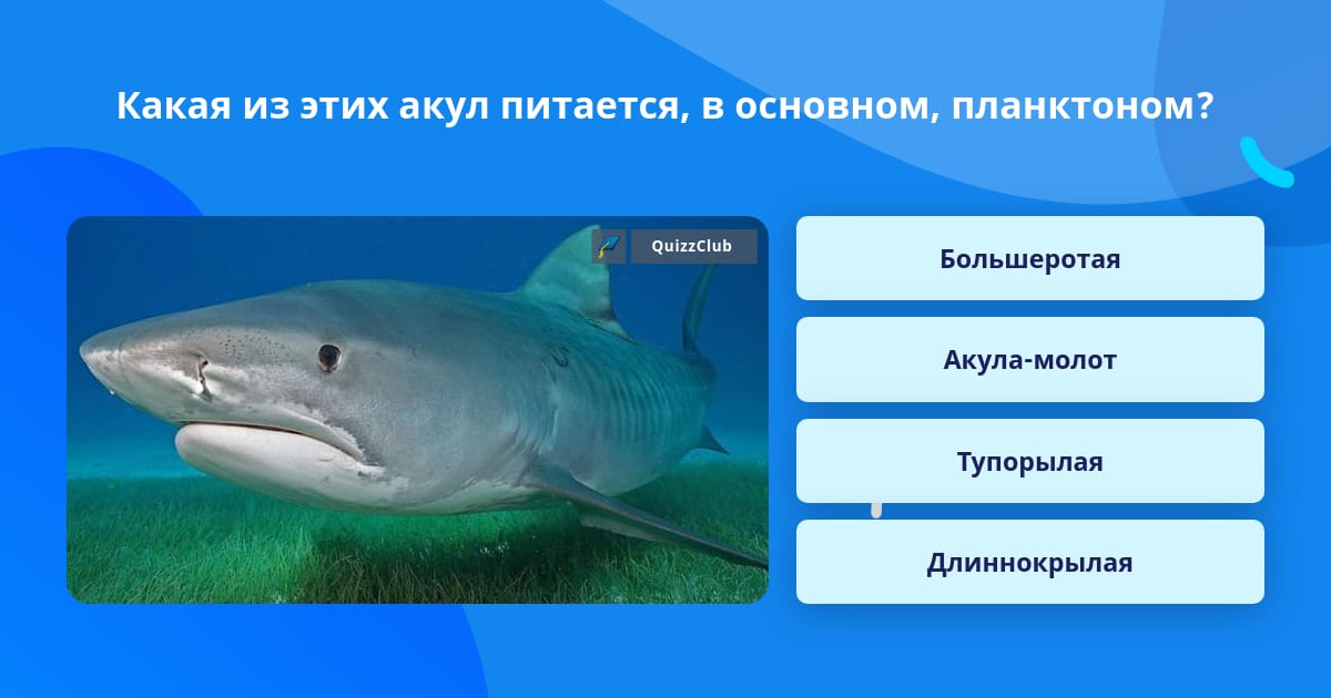 Синий кит питается планктоном. Чем питается планктон. Рыба питается планктоном. Кто питается планктоном. Китовая акула питается планктоном.