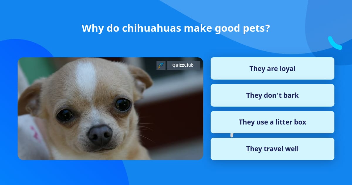 Why do chihuahuas make good pets? Trivia Questions