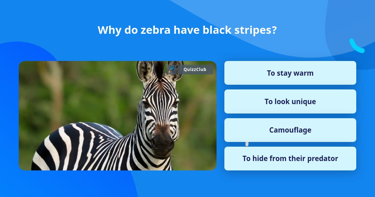 Zebra Question Explained Why do zebra have black stripes? | Trivia Questions | QuizzClub
