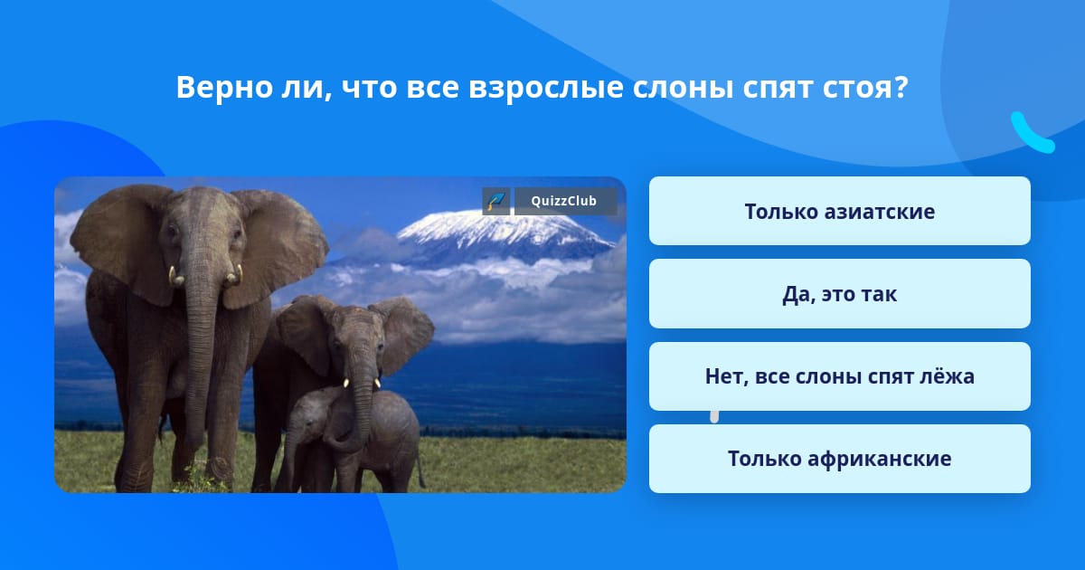 Что общего между бабочкой и слоном ответ. Что общего между бабочкой и слоном ответ