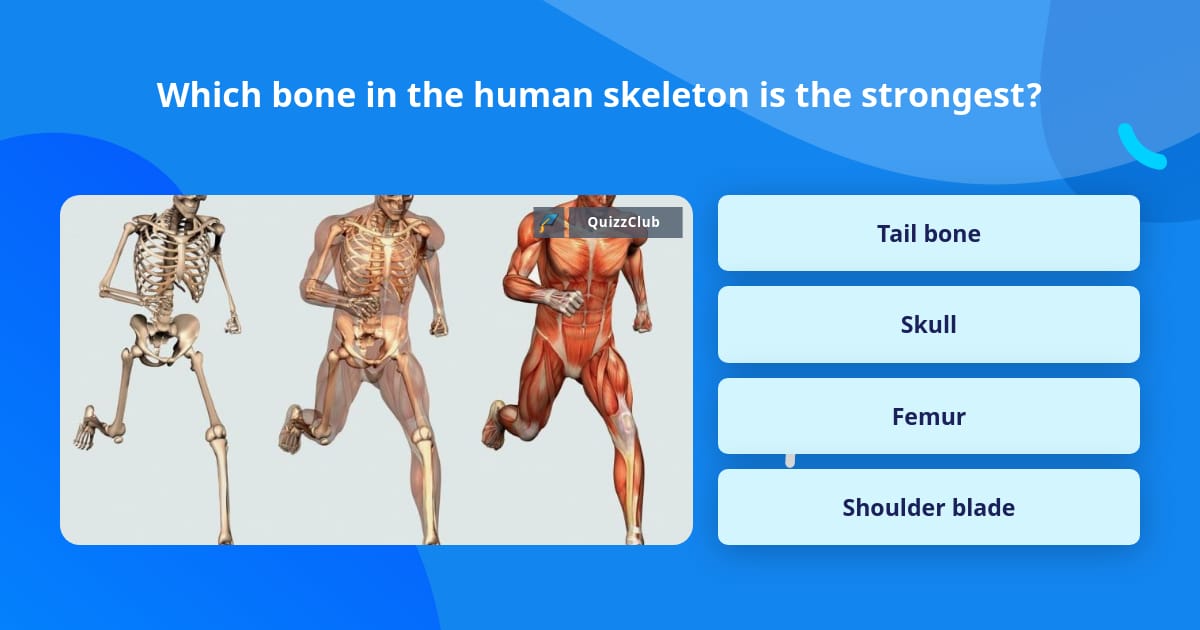 Which bone in the human skeleton is... | Trivia Questions | QuizzClub
