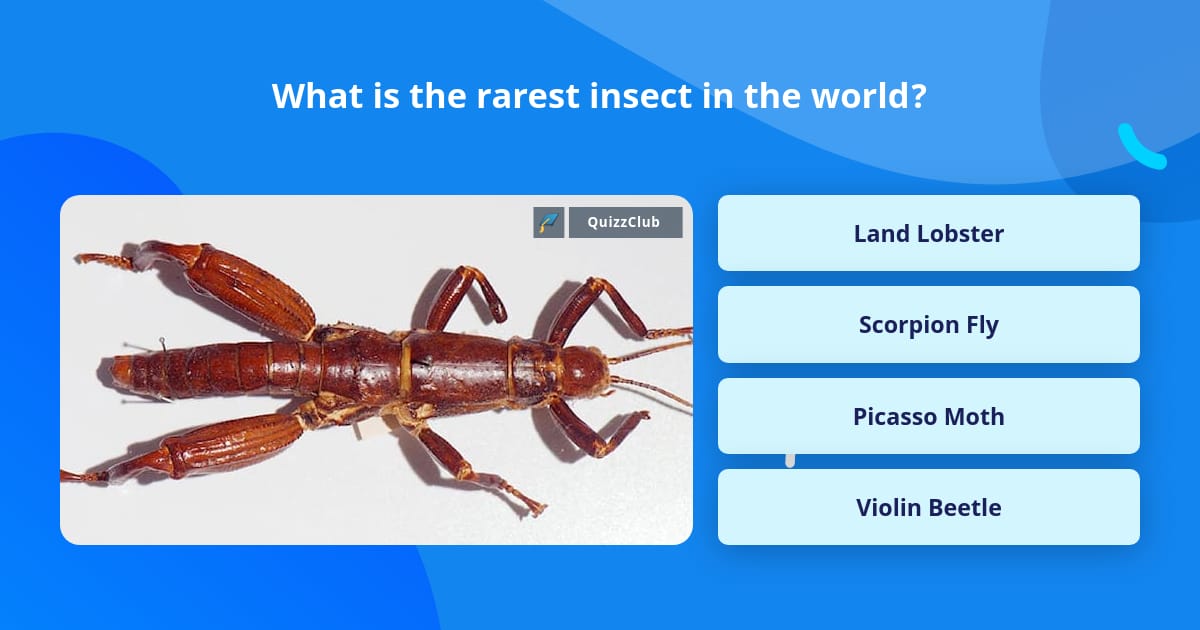 What is the rarest insect in the world? | Trivia Questions | QuizzClub