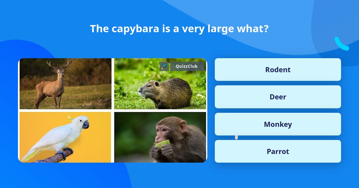 The capybara is a very large what? | Trivia Questions | QuizzClub