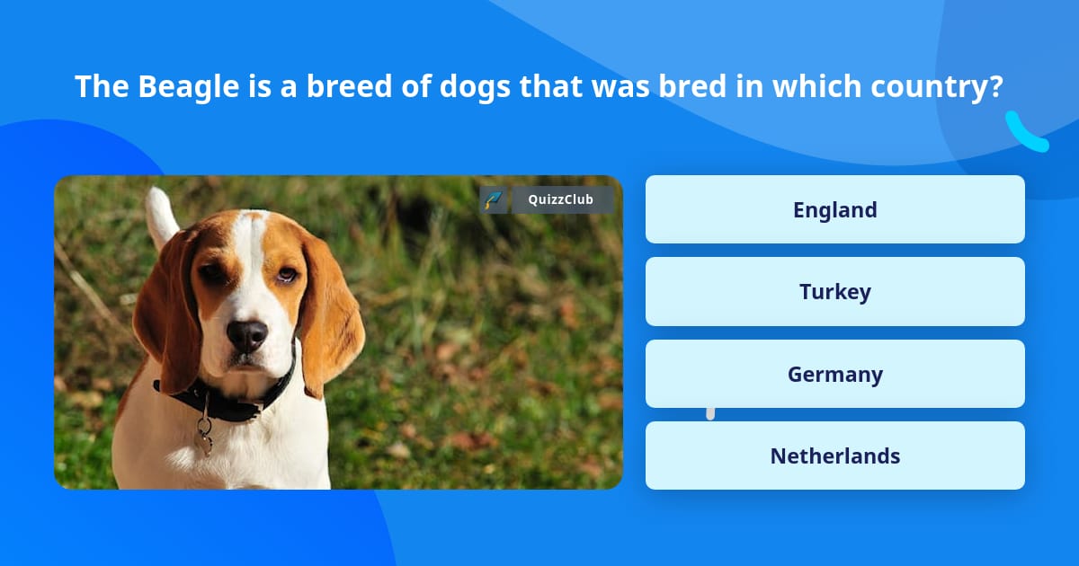 The Beagle is a breed of dogs that... | Trivia Questions | QuizzClub