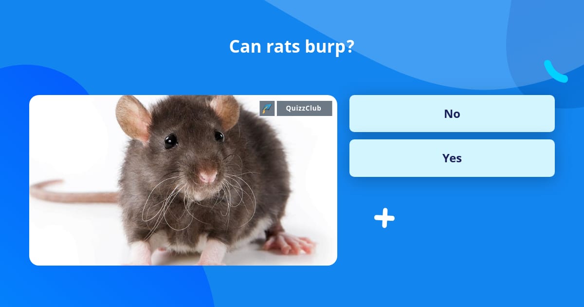 Can rats burp? | Trivia Questions | QuizzClub