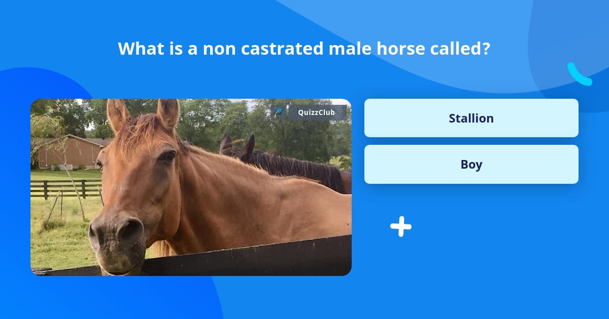 What Is A Non Castrated Male Horse Called