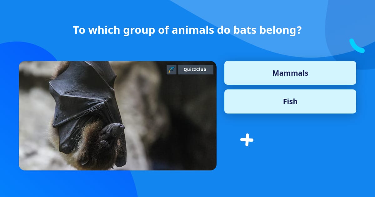 To which group of animals do bats... | Trivia Questions | QuizzClub