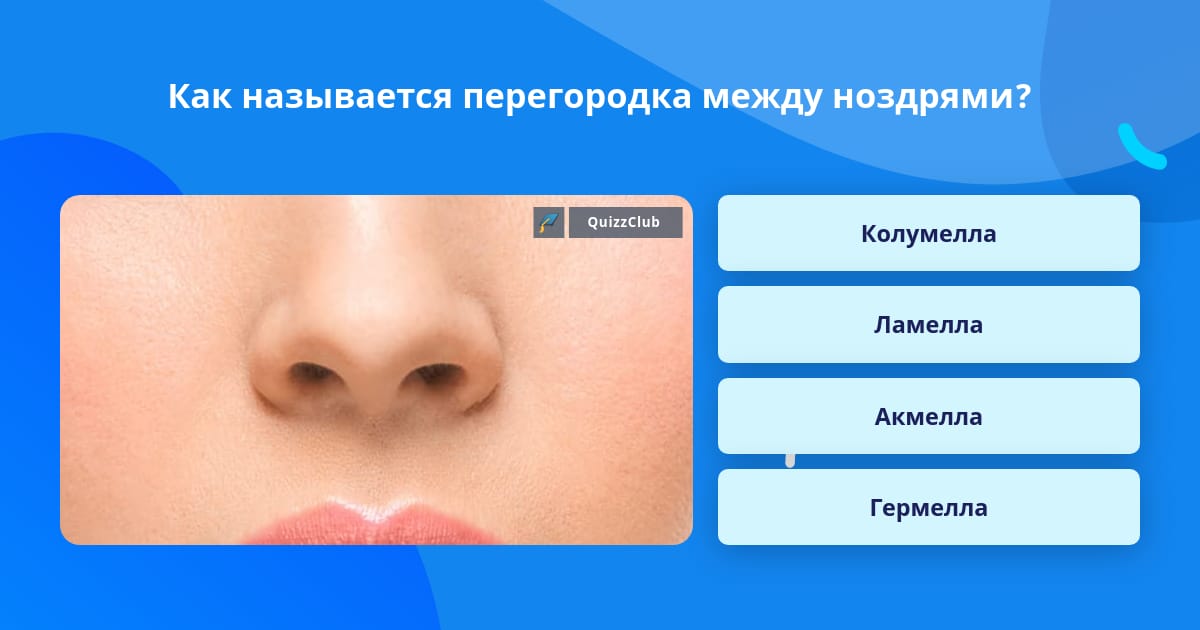Как называется перегородка между ноздрями