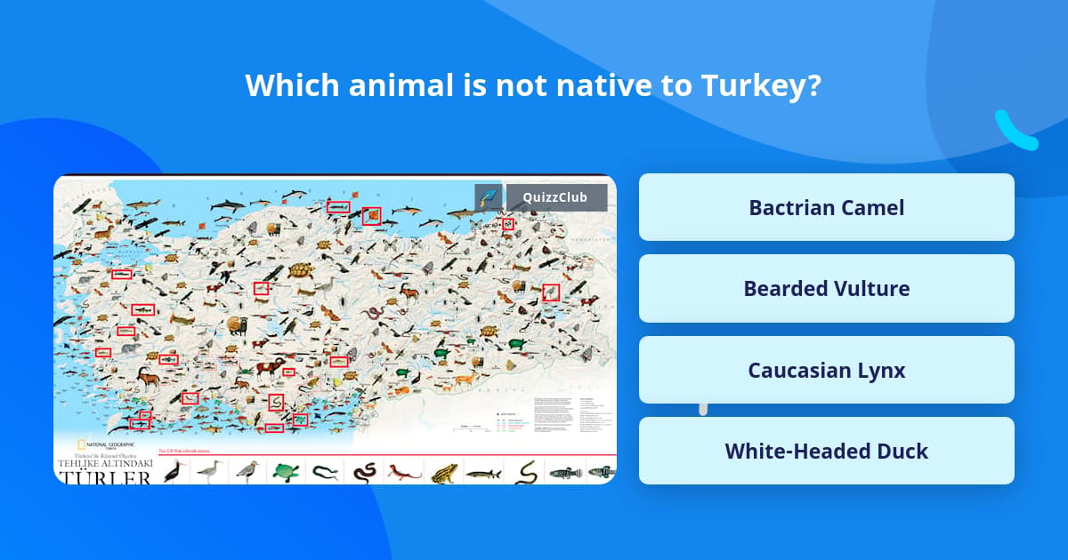 Which animal is not native to Turkey? | Trivia Questions | QuizzClub
