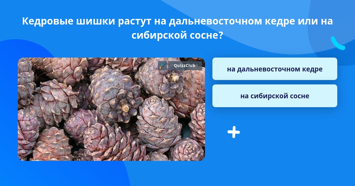 Когда начинают расти шишки. Когда начинают расти шишки