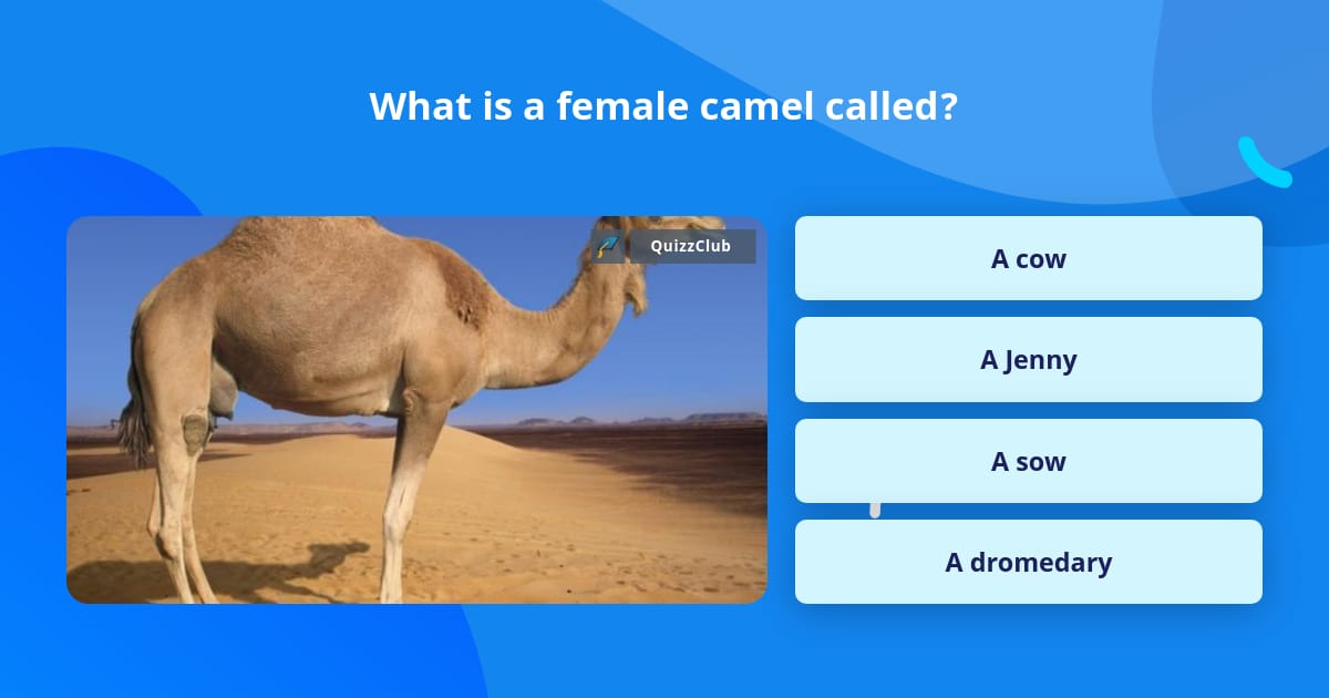 What is a female camel called? | Trivia Questions | QuizzClub