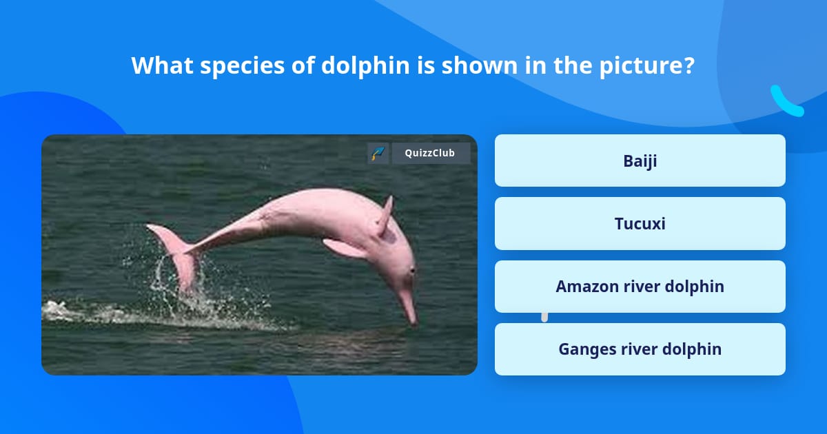 What species of dolphin is shown in... | Trivia Questions | QuizzClub