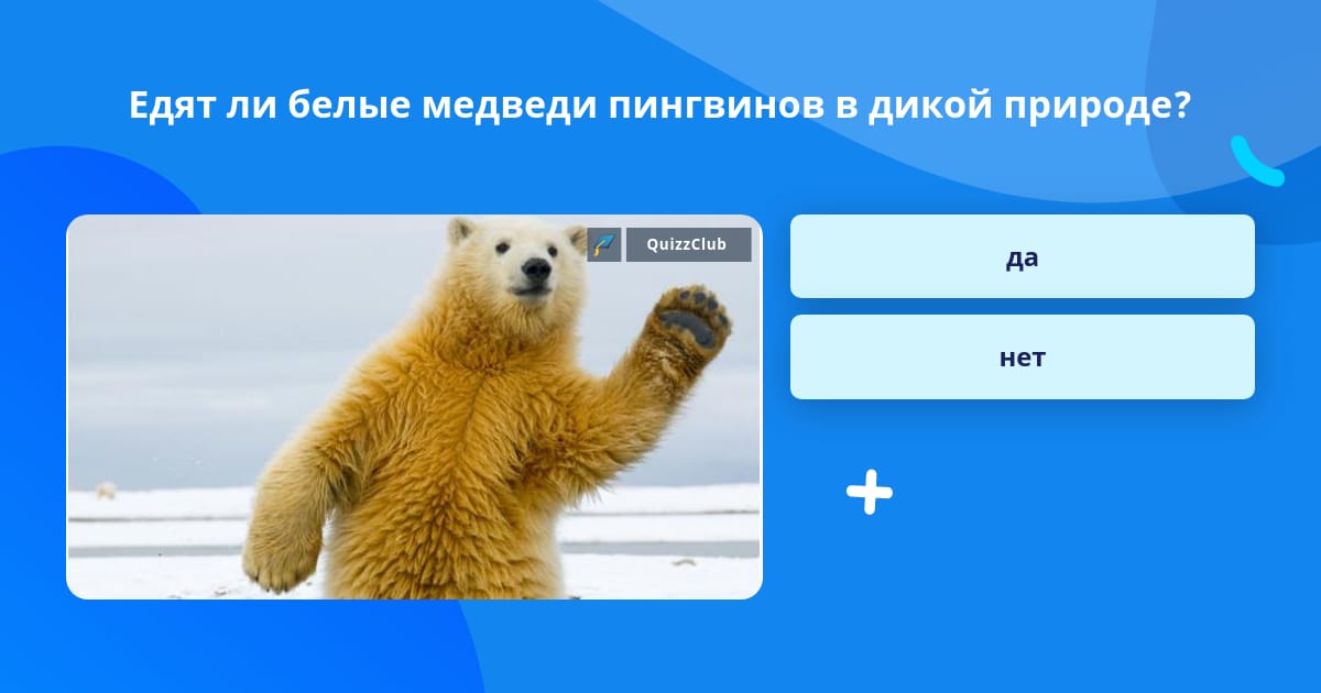 Белые медведи и пингвины живут. Почему белые медведи не едят пингвинов ответ на загадку. Белые медведи и пингвины живут. Белый медведь и пингвин. Почему белые медведи не едят пингвинов загадка.