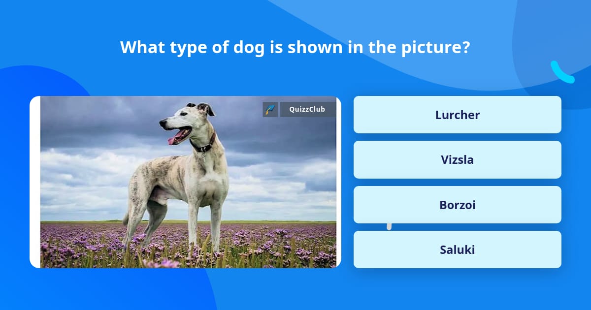 what-type-of-dog-is-shown-in-the-trivia-questions-quizzclub