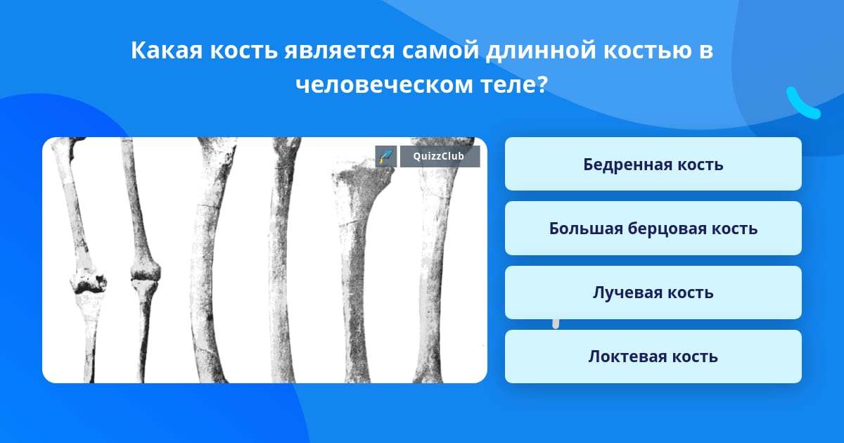 Какая кость самая прочная