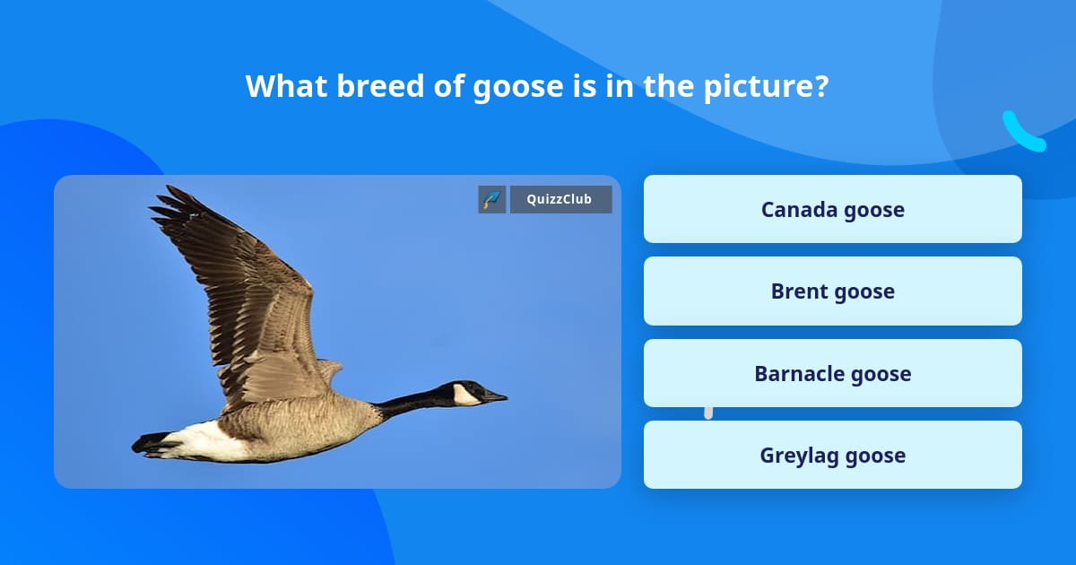 What breed of goose is in the picture? | Trivia Questions | QuizzClub